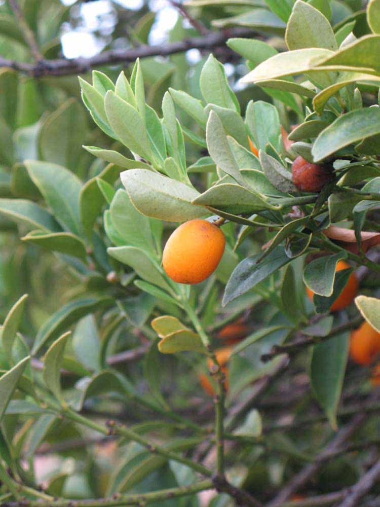              Sun leaves (Riverside, CA)       